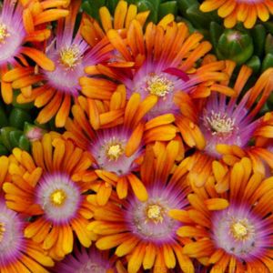 Delosperma (Hardy Ice Plant)